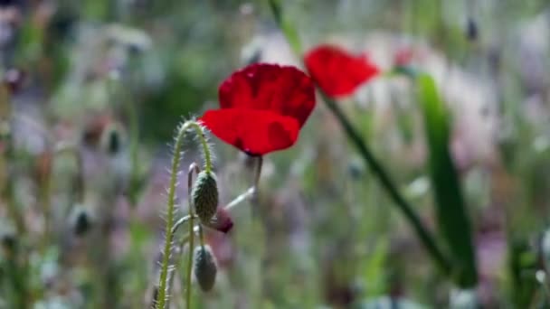 Flor de papaver rhoeas ou papoula comum — Vídeo de Stock