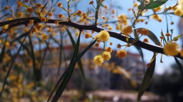 Bloemen van bloeiende acacia retinodes — Stockvideo