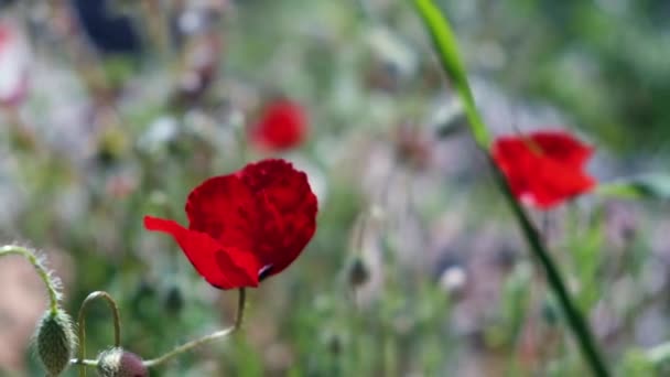 Flor de papaver rhoeas ou papoula comum — Vídeo de Stock