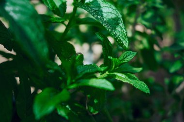 Çiyli su damlalarıyla nane yaprakları