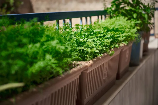Musim hijau tumbuh di pot bunga balkon. — Stok Foto