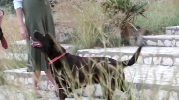 Homem e mulher estão a passear um cão — Vídeo de Stock