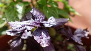 Çiçek saksısında mor fesleğen