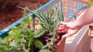 Kadın soğan kesiyor.