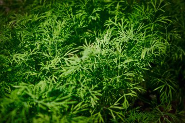 Mevsimlik yeşillikler, balkon saksılarında yetişir.