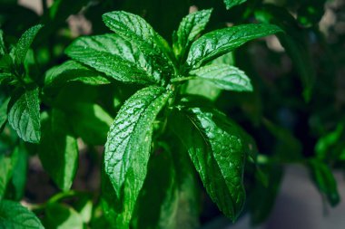 Çiyli su damlalarıyla nane yaprakları