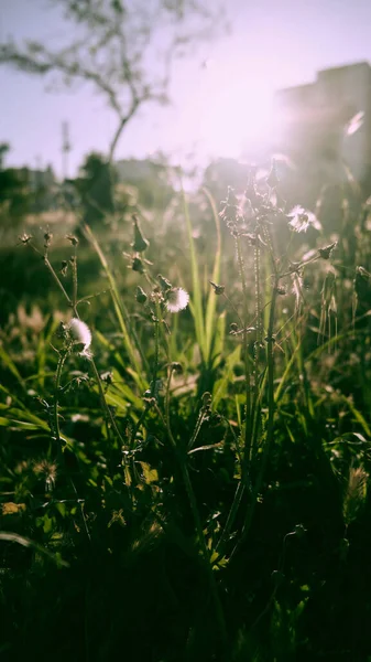 Pissenlits et autres herbes adventices au soleil du soir — Photo