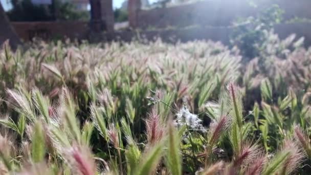 Un enfant traverse une pelouse couverte de mauvaises herbes — Video