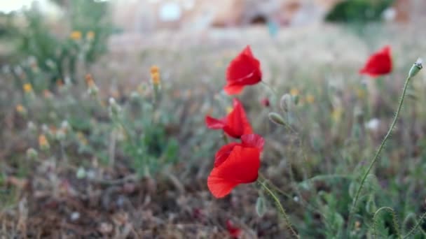 Flower of Papaver rhoeas or common poppy — Stock Video