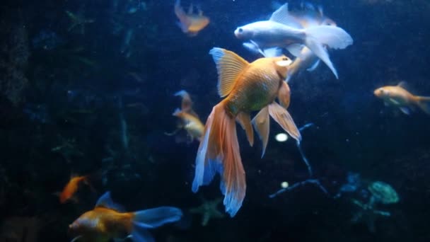 Goldfische im Süßwasseraquarium — Stockvideo