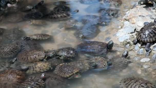 Massor av rödörade sköldpaddor vid grunt — Stockvideo