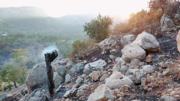 Un tronc carbonisé et fumant d'un arbre brûlé — Video