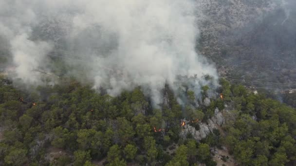 Палаючий ліс у провінції Мерсін (Туреччина). — стокове відео