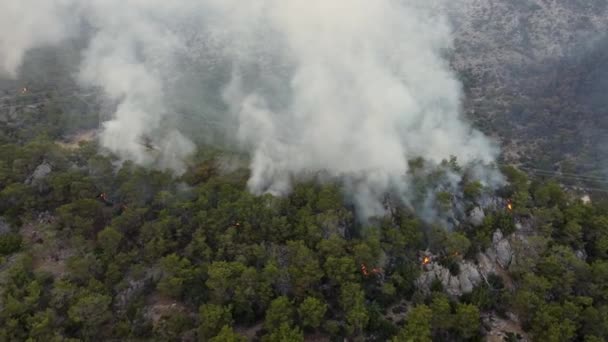 Letecký pohled na lesní požár — Stock video