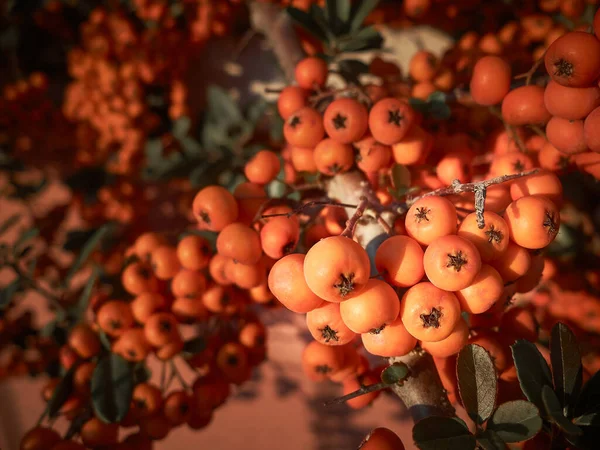 Trauben asiatischer Feuerdornbeeren in den Strahlen der Herbstsonne — Stockfoto
