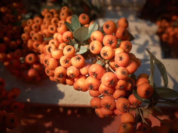 Куча ягод огненной шипы в лучах осеннего солнца — стоковое фото