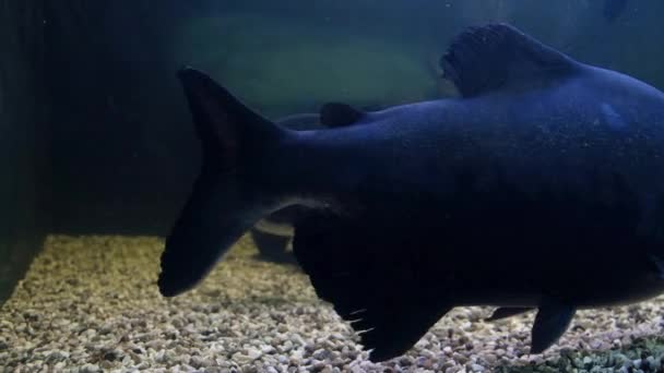 Tambaqui vissen in een zoetwateraquarium — Stockvideo