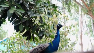 Tavuskuşu bir ağacın altında duruyor.