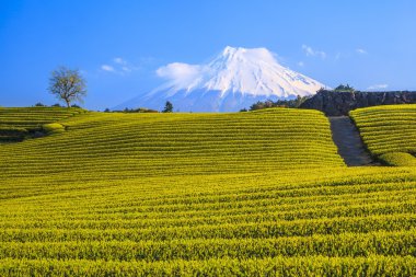 Çay plantasyon ve Mt. Fuji