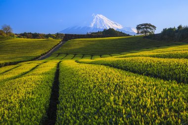 Çay plantasyon ve Mt. Fuji