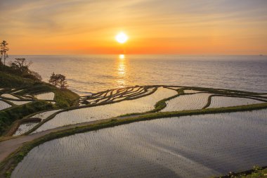 Rice terraces at sunset clipart