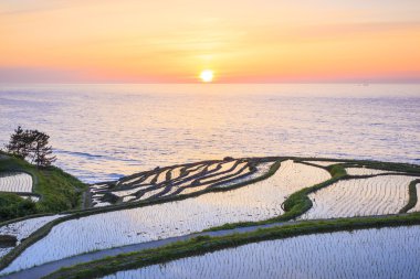 Rice terraces at sunset clipart