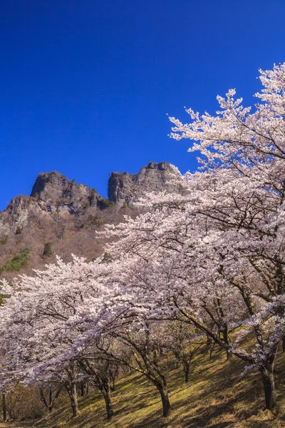 Cherry tree and Crag Mountain — Stock Photo, Image