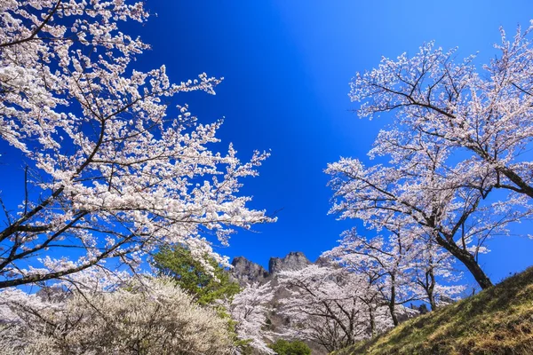 Kirschbaum und Felsenberg — Stockfoto