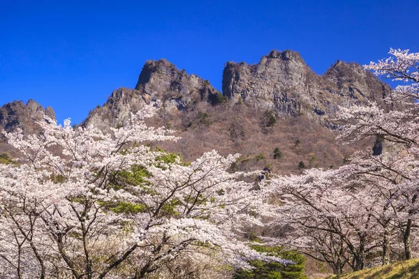 Cherry tree and Crag Mountain — Stock Photo, Image