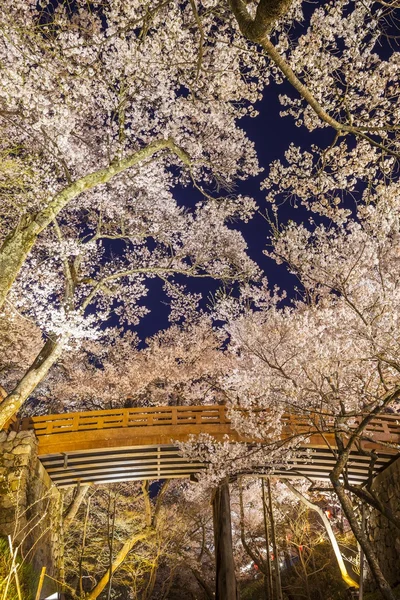 Lightup of Cherry blossoms — Stock Photo, Image