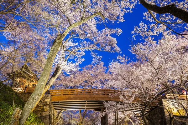 Lightup of Cherry blossoms — Stock Photo, Image