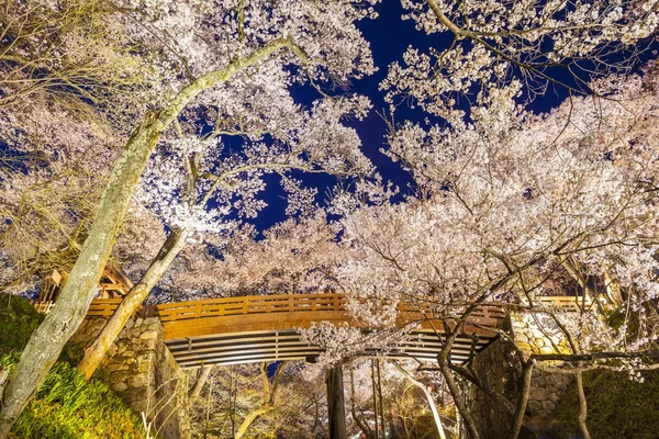 Lightup, Cherry blossoms — Stock Fotó