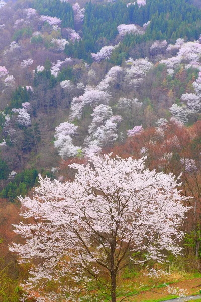 Prunus sargentii — Stockfoto