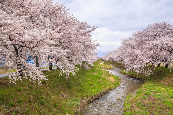 Fiori di ciliegio e ruscello — Foto Stock