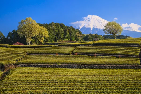 Čajové plantáže a Mt. Fuji — Stock fotografie