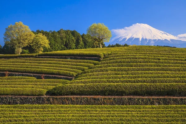 Plantation de thé et Mt. Fuji ! — Photo