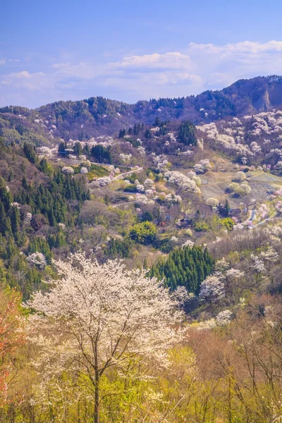 Prunus sargentii — Stock Photo, Image