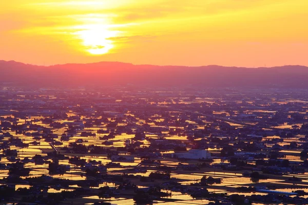 Tramonto alla risaia allagata — Foto Stock