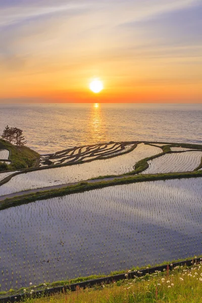 Terraços de arroz ao pôr do sol — Fotografia de Stock