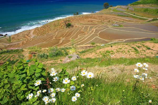 Terraços de arroz — Fotografia de Stock