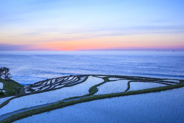 Terrasses de riz au crépuscule — Photo