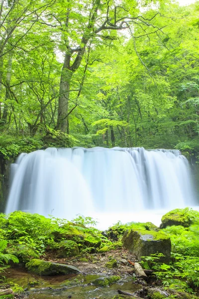 Verde fresco e cachoeira — Fotografia de Stock