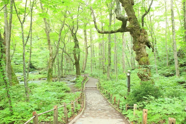 Chemin des arbres verts frais — Photo