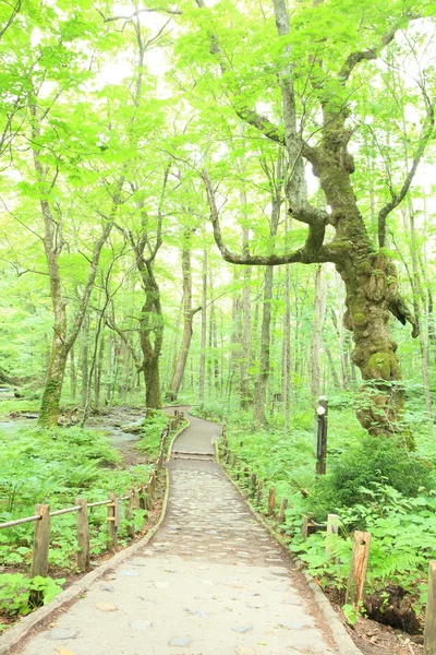 신선한 녹색 나무의 경로 — 스톡 사진