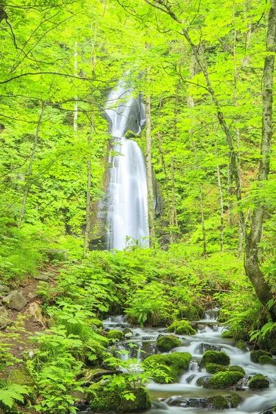 Cachoeira na floresta — Fotografia de Stock