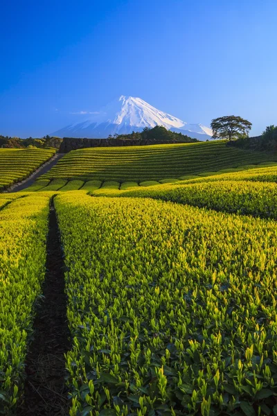 Čajové plantáže a Mt. Fuji Royalty Free Stock Obrázky