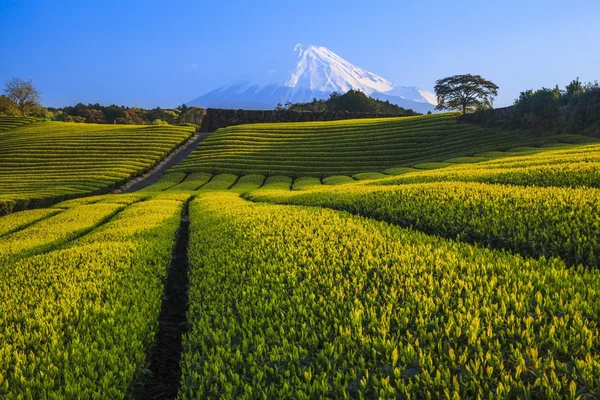 Чайні плантації та Mt. Fuji Стокова Картинка