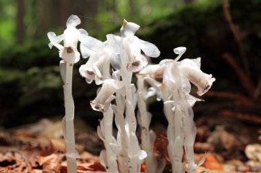 Monotropastrum humile