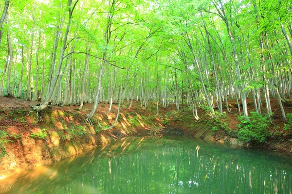 Beech forest and pond — Stock Photo, Image