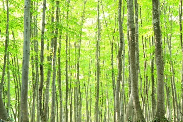 Beech forest — Stock Photo, Image